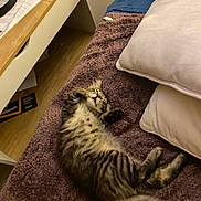 Orphée participe au concours pour gagner de l'argent avec cette photo : kitten, cat, sleeping, tabby, furry, bed, blanket, pillow, indoor, cozy, resting, cute, animal, pet, fur, relaxed, home, wood_floor, desk, papers
