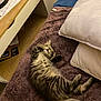 kitten, cat, sleeping, tabby, furry, bed, blanket, pillow, indoor, cozy, resting, cute, animal, pet, fur, relaxed, home, wood_floor, desk, papers