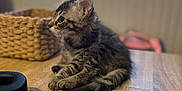 Orphée participe au concours pour gagner de l'argent avec cette photo : kitten, tabby, cat, feline, animal, pet, table, wooden_table, headphones, basket, window, curtains, indoor, soft_light, fur, whiskers, ears, young_animal, resting, side_view