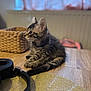 kitten, tabby, cat, feline, animal, pet, table, wooden_table, headphones, basket, window, curtains, indoor, soft_light, fur, whiskers, ears, young_animal, resting, side_view