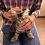 Orphée participe au concours pour gagner de l'argent avec cette photo : kitten, cat, person, hand, plaid_shirt, sitting, lap, indoor, blue_pants, feline, pet, cozy, cute, animal, young_cat, striped, fur, relaxed, gentle, home