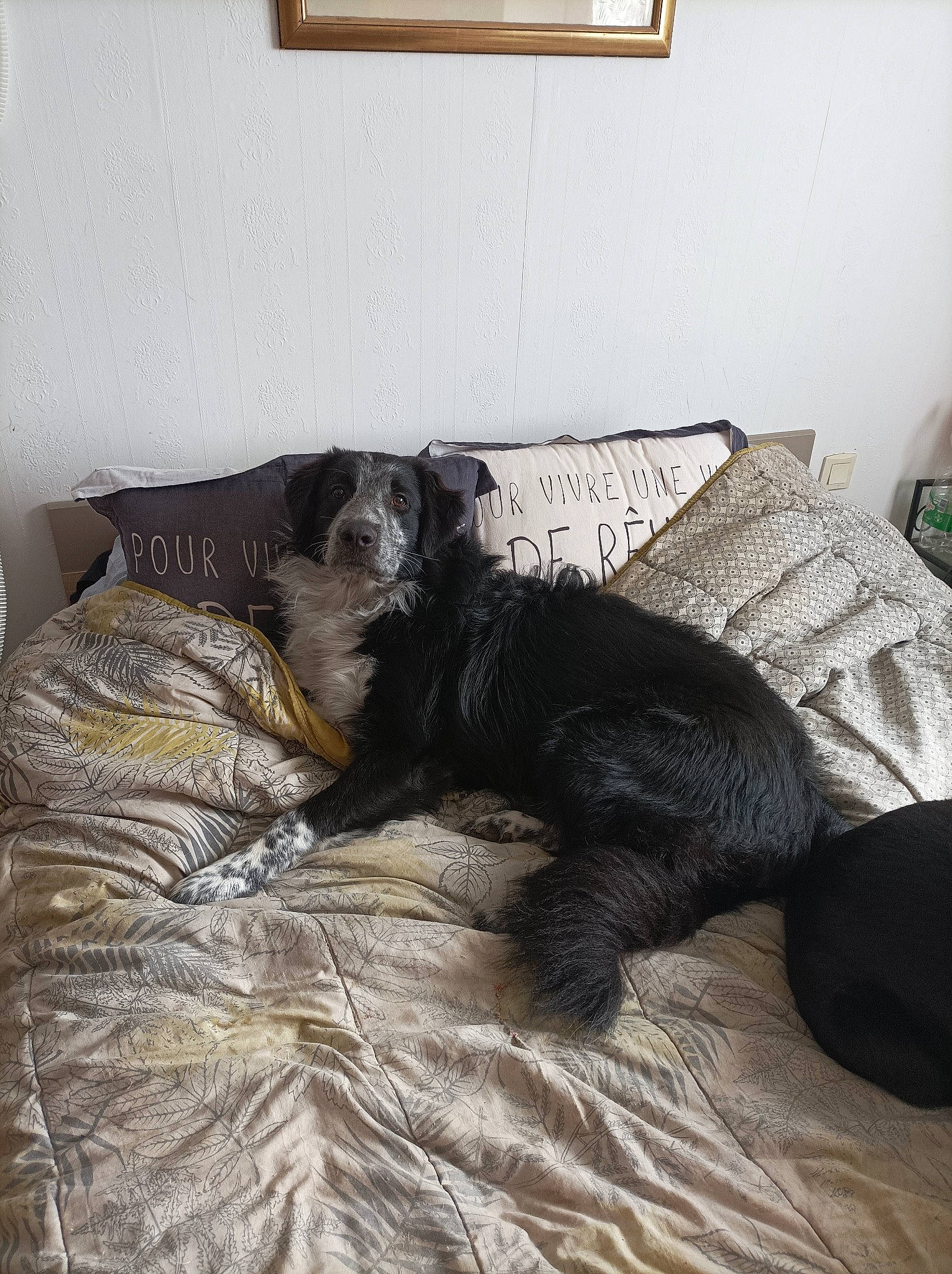 Thao a rejoint le concours — aidez-le/la à gagner de superbes lots ! bedding, bedroom, carnivore, comfort, companion_dog, couch, dog, dog_breed, floor, flooring, fur, grey, hardwood, linens, living_room, picture_frame, sporting_group, studio_couch, tints_and_shades, wood
