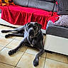 animal, canine, collar, comfort, couch, dog, domestic_animal, floor, furniture, gray_dog, home, indoor, living_room, looking, pet, pillow, red_blanket, relaxed, resting, tile_floor