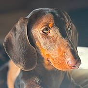 Arthur participe au concours pour gagner de l'argent avec cette photo : dog, dachshund, pet, close_up, portrait, brown_fur, sunlight, animal, cute, ears, nose, whiskers, domestic_animal, mammal, looking_away, indoor, soft_light, shallow_depth_of_field, focus, fur