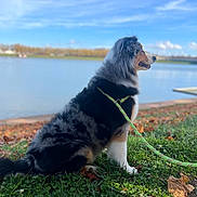 Rihanne a rejoint le concours — aidez-le/la à gagner de superbes lots ! dog, australian_shepherd, pet, leash, grass, lake, water, autumn_leaves, outdoors, portrait, fur, sitting, profile, blue_sky, nature, scenery, canine, companion, park, ground