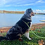 dog, australian_shepherd, pet, leash, grass, lake, water, autumn_leaves, outdoors, portrait, fur, sitting, profile, blue_sky, nature, scenery, canine, companion, park, ground