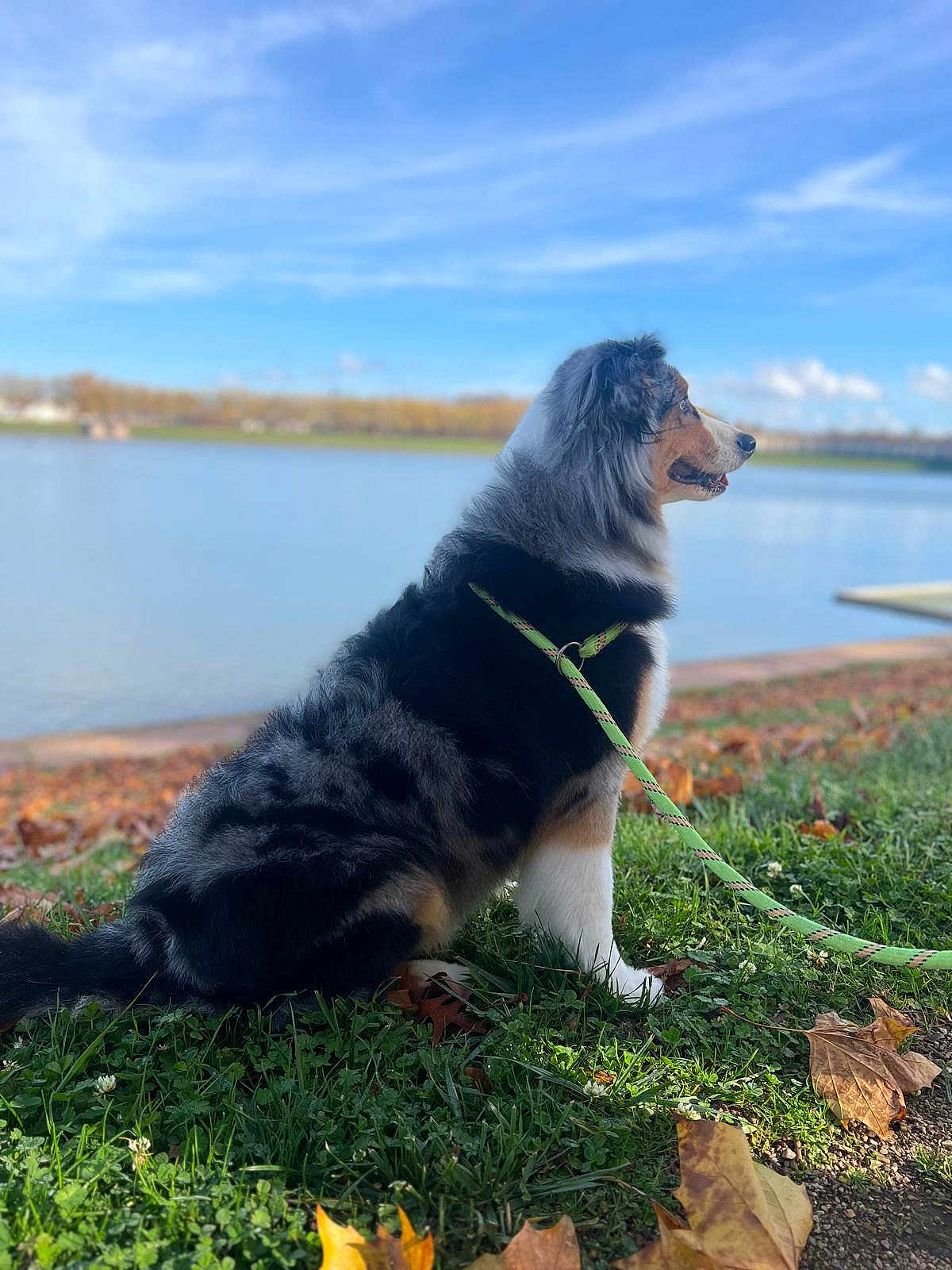 Rihanne a rejoint le concours — aidez-le/la à gagner de superbes lots ! dog, australian_shepherd, pet, leash, grass, lake, water, autumn_leaves, outdoors, portrait, fur, sitting, profile, blue_sky, nature, scenery, canine, companion, park, ground