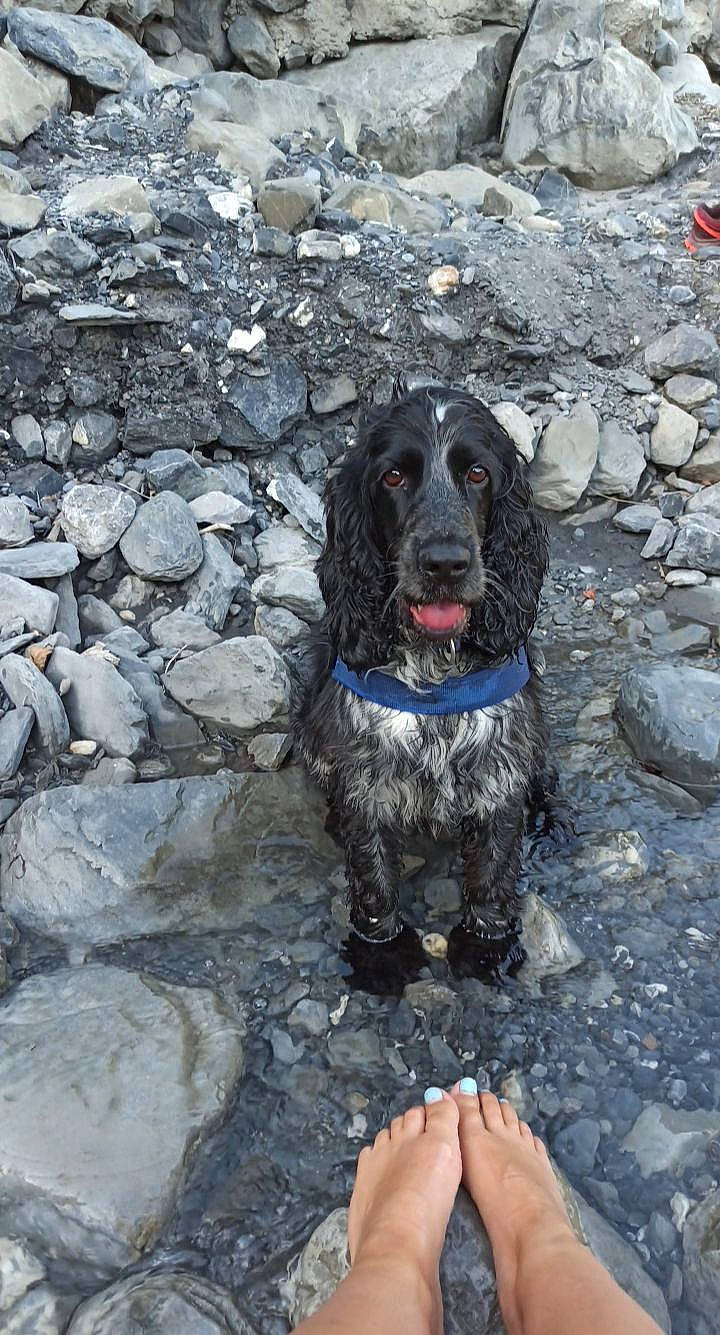 Memphis a rejoint le concours — aidez-le/la à gagner de superbes lots ! bedrock, canidae, carnivore, collar, companion_dog, dog, dog_breed, dog_collar, foot, non_sporting_group, poodle, rock, snout, soil, spaniel, sporting_group, water, water_dog, working_animal, working_dog