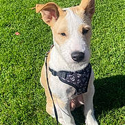 Peanut joined the competition — help win amazing prizes! backyard, canine, dog, floppy_ears, grass, harness, jack_russell, lawn, leash, outdoors, pet, pointed_ears, portrait, puppy, short-haired, sitting, skull_pattern, sunlight, tail, tan_and_white