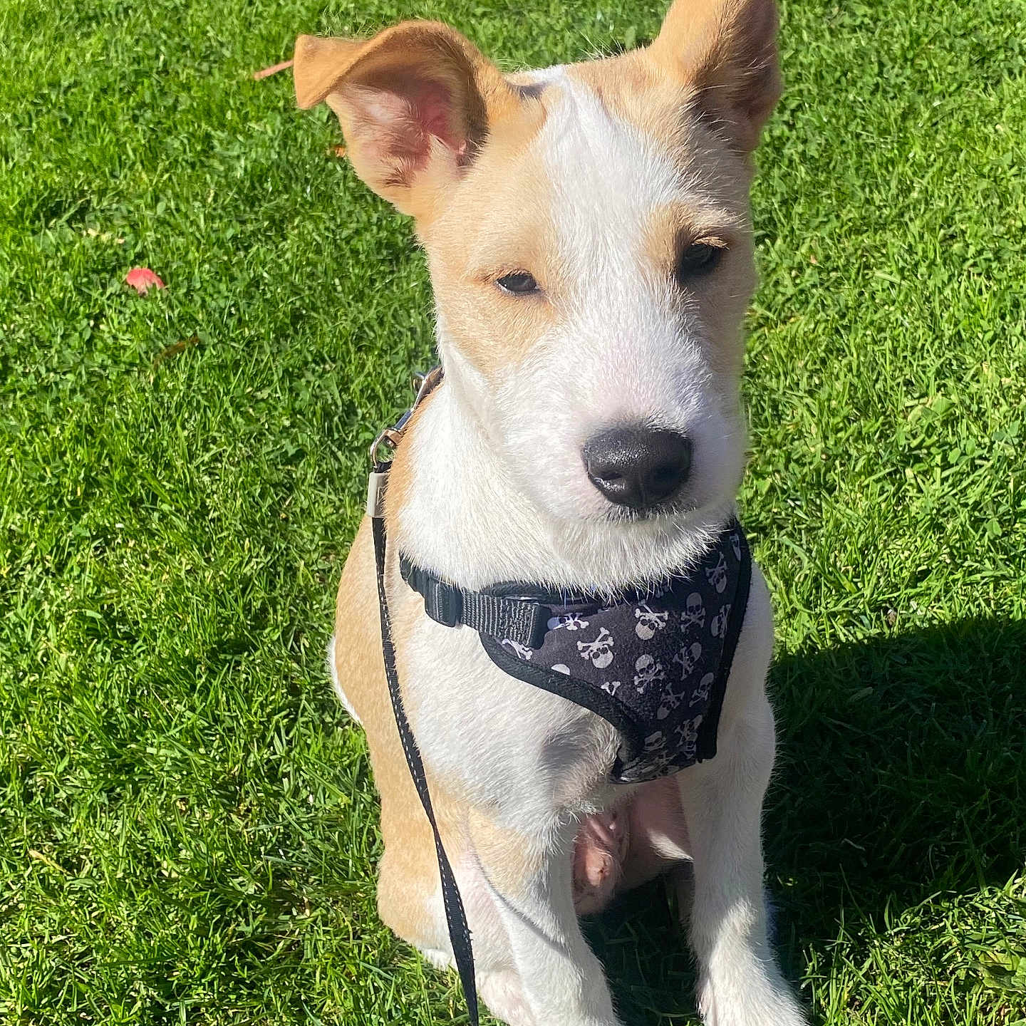 Peanut