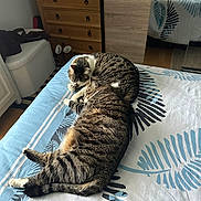 Praline participe au concours pour gagner de l'argent avec cette photo : cat, tabby_cat, bed, bedspread, furniture, dorm_room, indoor, sleeping, cozy, domestic_animal, striped, resting, mirror, wooden_dresser, home_interior, soft_light, relaxation, pet, animal, feline