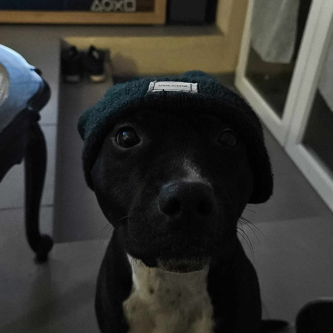 Maya participe au concours pour gagner de l'argent avec cette photo : animal, beanie, black_dog, canine, companion, curtain, cute, dog, domestic_animal, floor, furniture, hat, indoor, looking_up, pet, portrait, shoes, tile_floor, white_chest, window