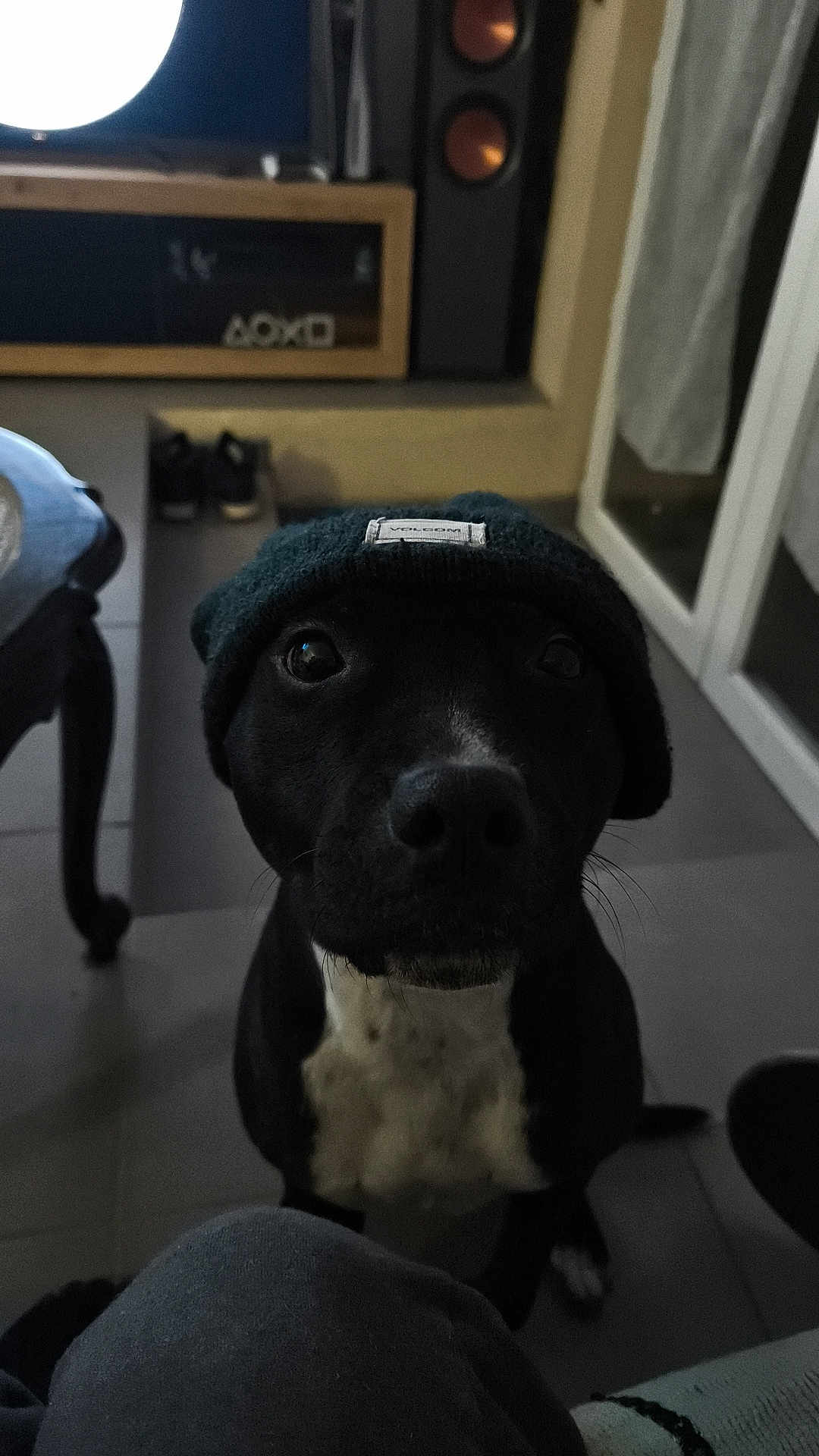 Maya participe au concours pour gagner de l'argent avec cette photo : dog, black_dog, white_chest, beanie, hat, pet, indoor, floor, furniture, shoes, curtain, window, tile_floor, looking_up, cute, animal, domestic_animal, companion, canine, portrait