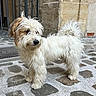 Yuki a rejoint le concours — aidez-le/la à gagner de superbes lots ! dog, animal, pet, white, brown, fluffy, fur, outdoor, cobblestone, street, stone_wall, gate, curious, standing, small_dog, tail, ears, snout, paw, side_view