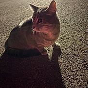 Aura joined the competition — help win amazing prizes! animal, asphalt, cat, closeup, curious, daylight, ears, fur, mammal, nature, outdoor, pet, quiet, shadow, side_view, sitting, still_life, sunlight, texture, whiskers