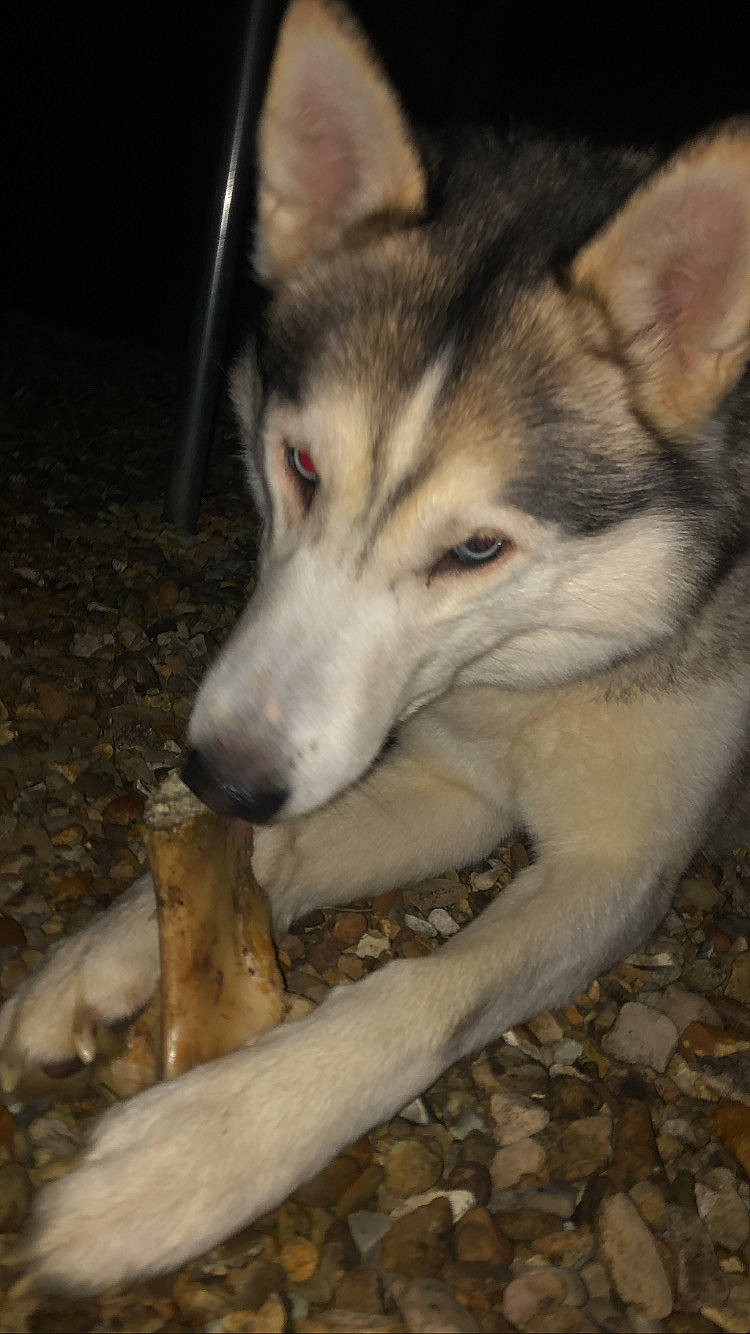 Pron is registered to the contest to win money with this photo: ancient_dog_breeds, canidae, canis, carnivore, dog, dog_breed, fur, siberian_husky, sled_dog, sporting_group, terrestrial_animal, whiskers, wildlife, wolf, working_dog