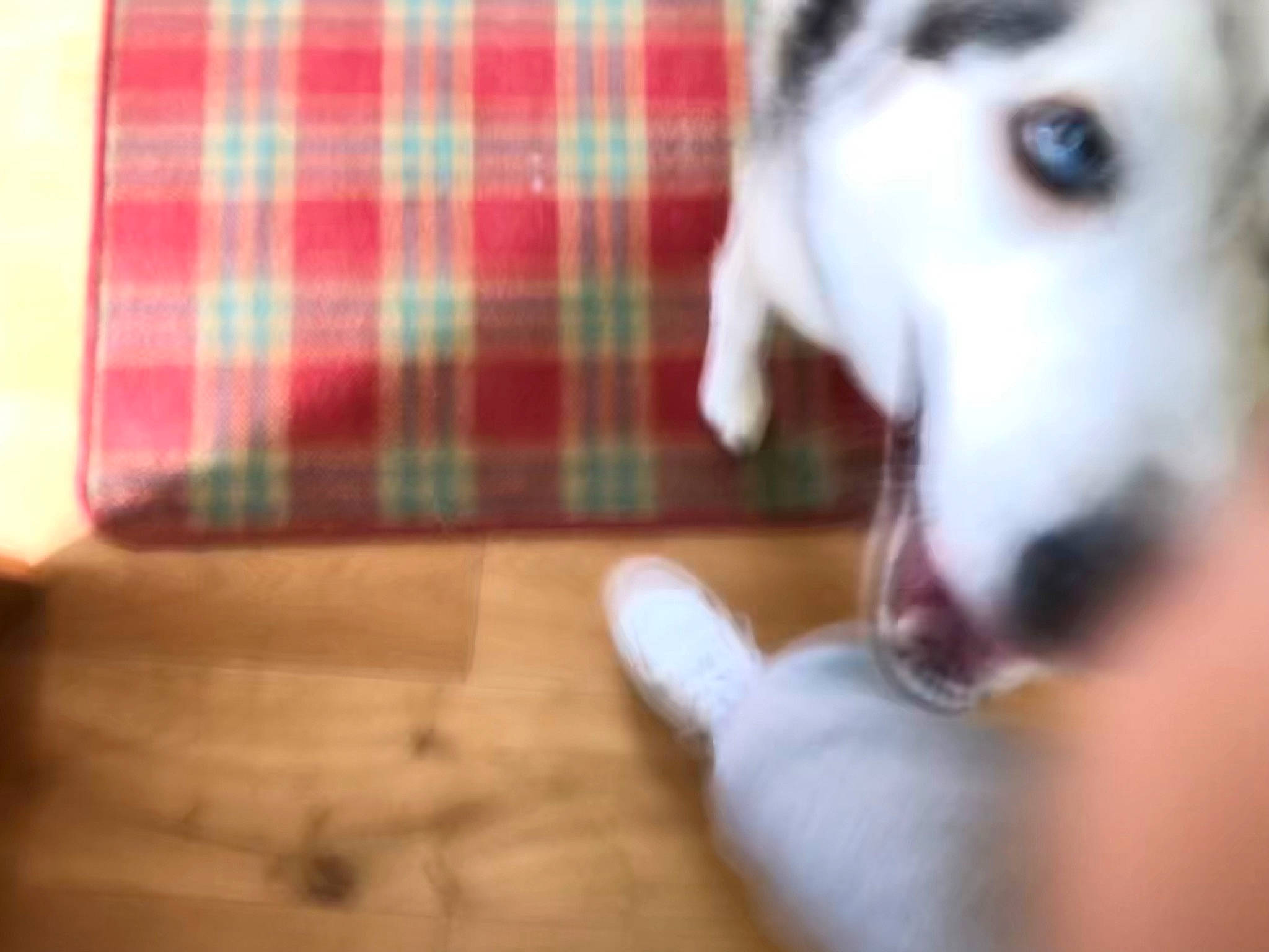 Pron joined the competition — help win amazing prizes! carnivore, collar, companion_dog, dog, dog_breed, dog_collar, dog_supply, fawn, flooring, fur, hardwood, pattern, plaid, snout, sporting_group, tartan, whiskers, wood, wood_stain, working_animal