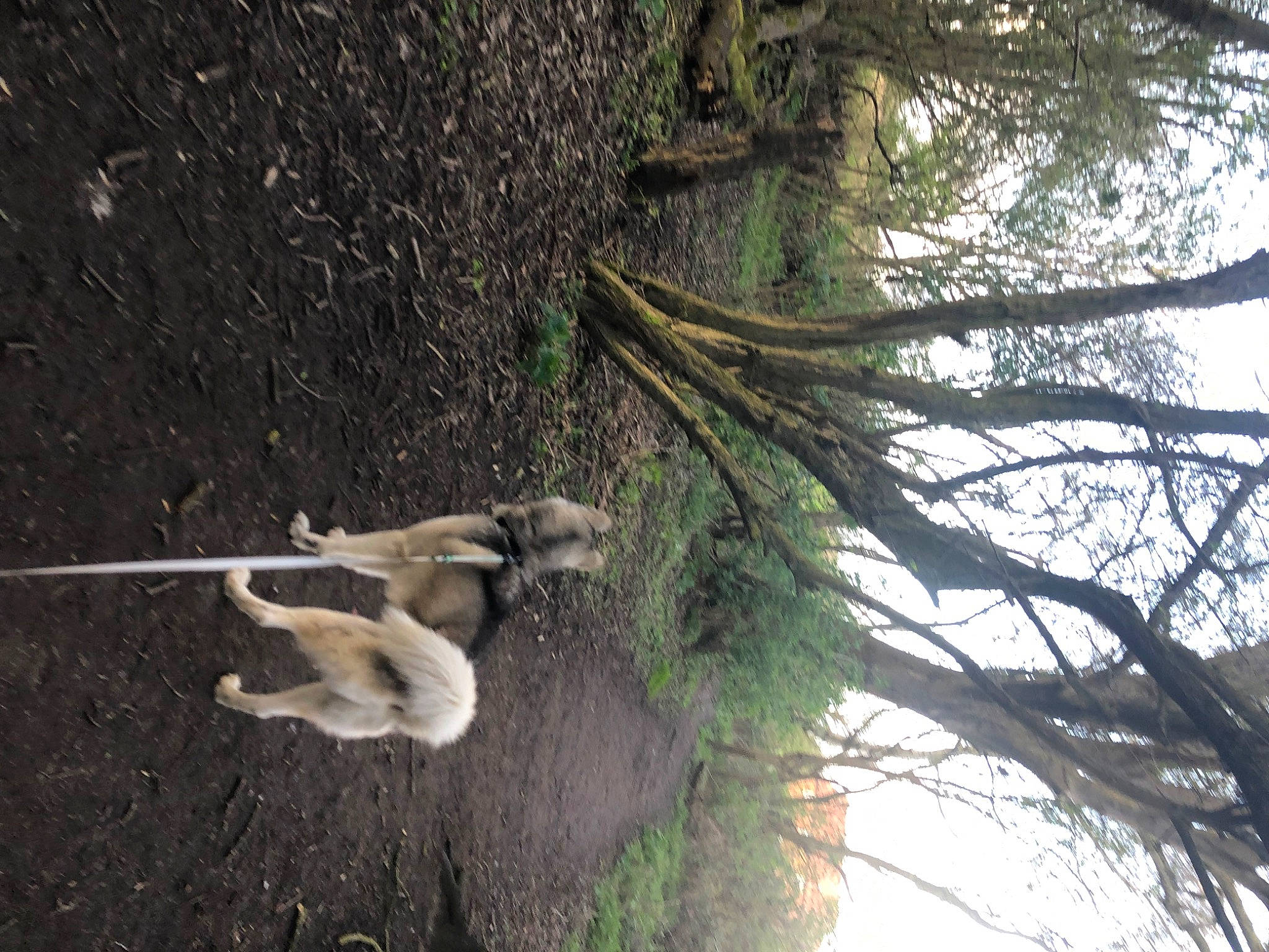 Pron joined the competition — help win amazing prizes! _geese_and_swans, branch, dog_breed, ducks, fawn, forest, grass, plant, sky, soil, tail, temperate_broadleaf_and_mixed_forest, terrestrial_animal, terrestrial_plant, tree, trunk, twig, wildlife, wood, woodland