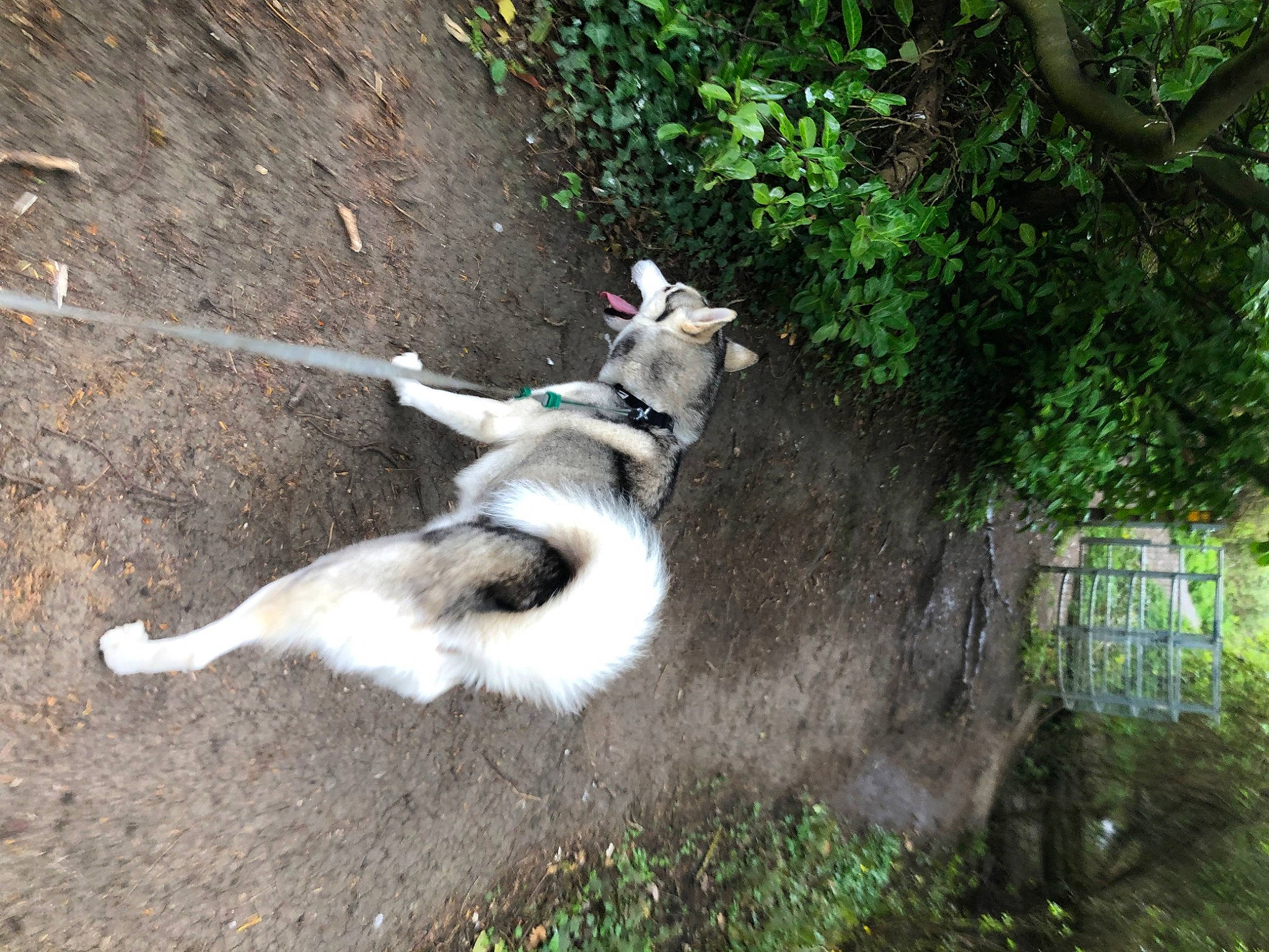 Pron joined the competition — help win amazing prizes! canidae, carnivore, companion_dog, dog, dog_breed, fawn, grass, non_sporting_group, pack_animal, plant, recreation, sled_dog, soil, sporting_group, tail, terrestrial_animal, tree, wildlife, working_animal, working_dog