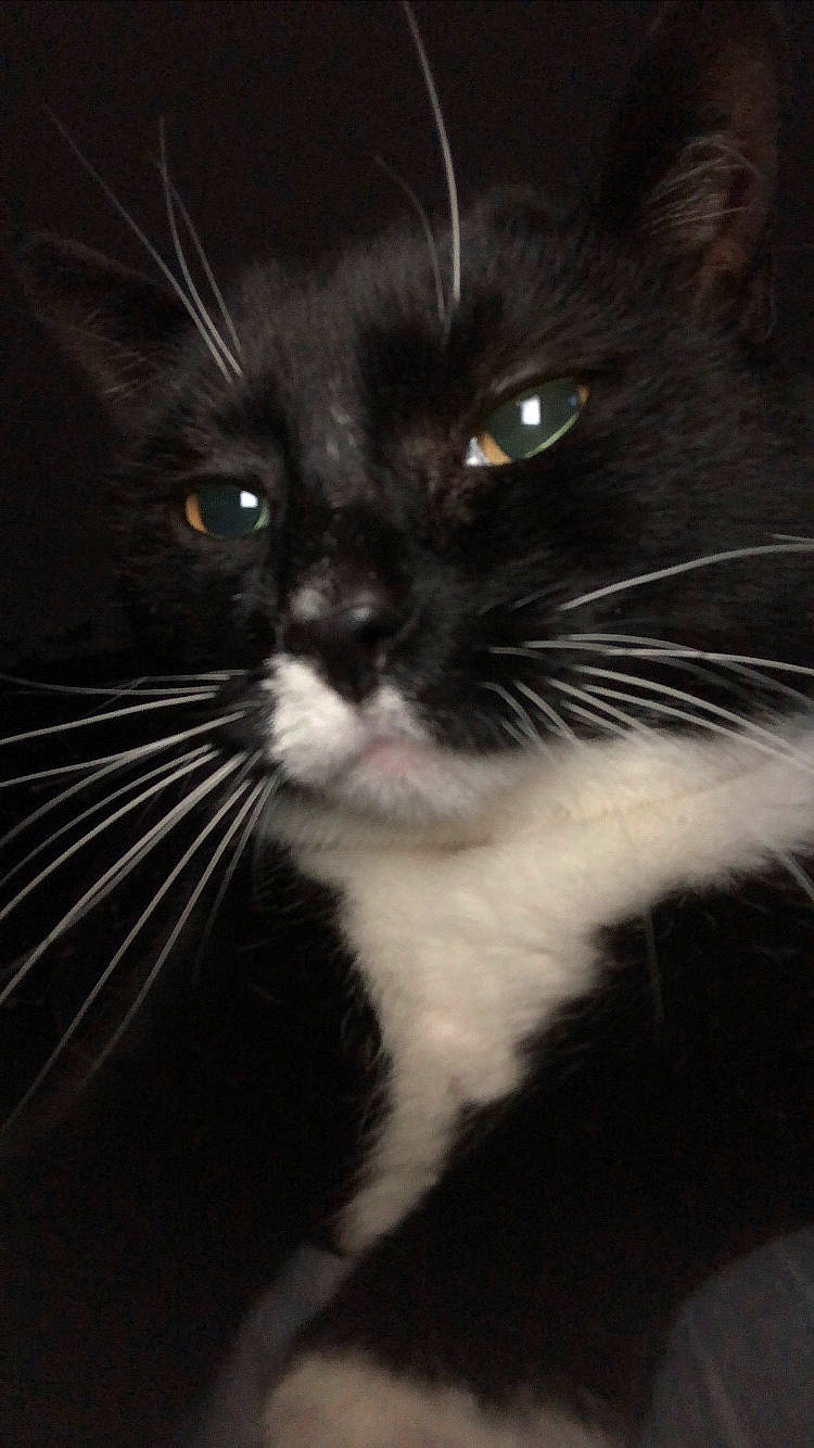 Freddy is registered to the contest to win money with this photo: black_cat, carnivore, cat, close_up, comfort, darkness, domestic_short_haired_cat, eye, felidae, fur, hair, head, small_to_medium_sized_cats, snout, terrestrial_animal, whiskers