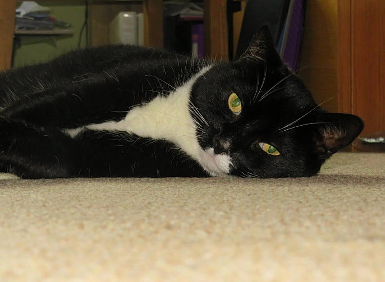 Freddy joined the competition — help win amazing prizes! black_cat, carnivore, cat, claw, comfort, domestic_short_haired_cat, felidae, flooring, fur, paw, small_to_medium_sized_cats, snout, tail, terrestrial_animal, whiskers, wood