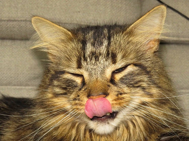 John is registered to the contest to win money with this photo: carnivore, cat, domestic_short_haired_cat, felidae, fur, head, iris, maine_coon, small_to_medium_sized_cats, snout, terrestrial_animal, whiskers