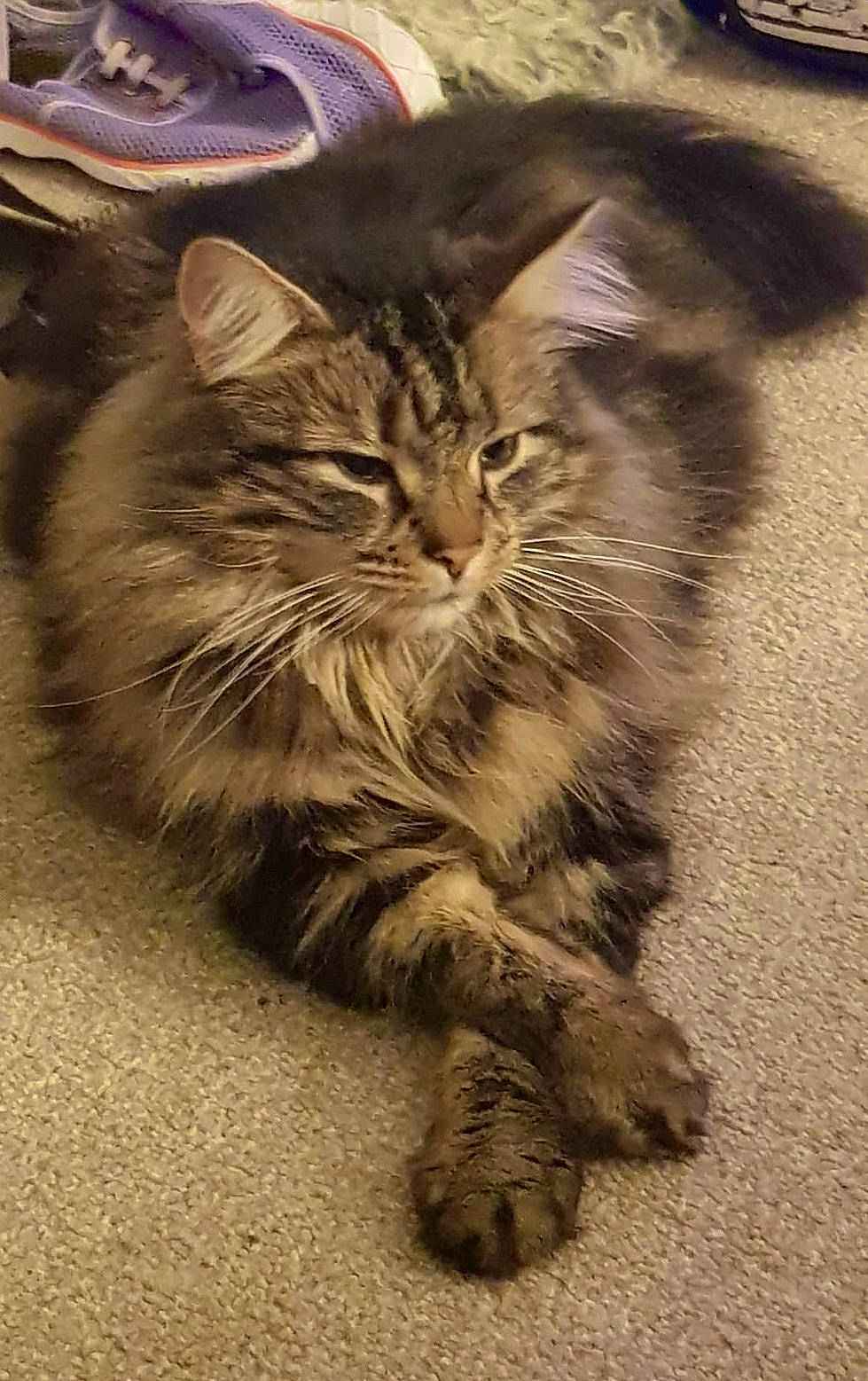 John joined the competition — help win amazing prizes! carnivore, cat, claw, domestic_short_haired_cat, felidae, flooring, fur, grass, grey, maine_coon, paw, plant, road_surface, sitting, small_to_medium_sized_cats, snout, tail, terrestrial_animal, whiskers, wood