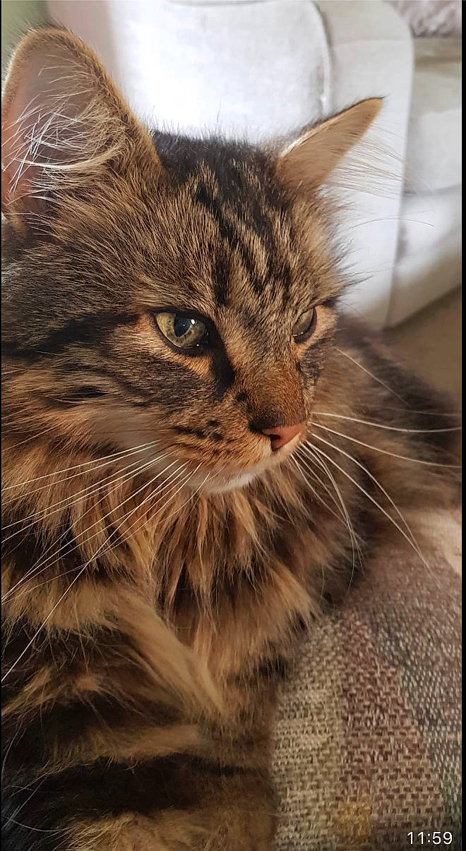 John joined the competition — help win amazing prizes! carnivore, cat, claw, domestic_short_haired_cat, felidae, flooring, fur, grass, paw, rectangle, small_to_medium_sized_cats, snout, tail, terrestrial_animal, whiskers, wood