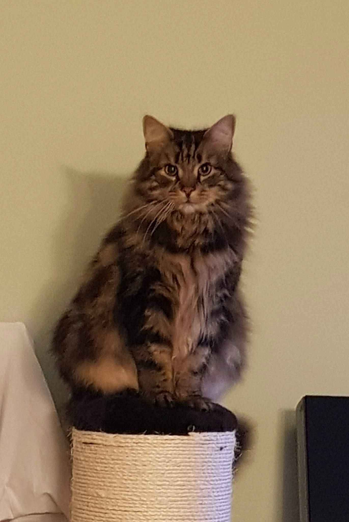 John is registered to the contest to win money with this photo: box, british_longhair, cardboard, carnivore, cat, cat_supply, comfort, domestic_short_haired_cat, felidae, fur, grey, maine_coon, sitting, small_to_medium_sized_cats, snout, tail, terrestrial_animal, whiskers, wood