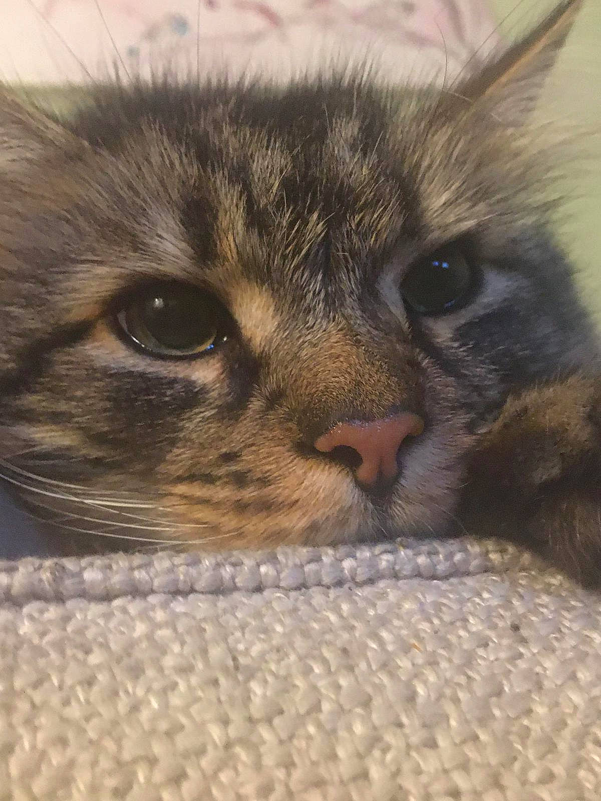 John is registered to the contest to win money with this photo: carnivore, cat, cat_supply, claw, close_up, comfort, domestic_short_haired_cat, fawn, felidae, fur, mammal, nap, nose, paw, sleep, small_to_medium_sized_cats, snout, terrestrial_animal, whiskers, wildlife