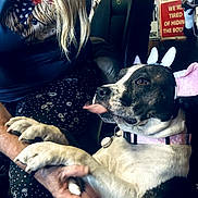 Cali joined the competition — help win amazing prizes! dog, pet, animal, bunny_ears, costume, pink_bow, tongue, sitting, lap, person, indoor, portrait, black_and_white, collar, harness, cute, funny, playful, background_posters, wooden_interior