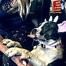 dog, pet, animal, bunny_ears, costume, pink_bow, tongue, sitting, lap, person, indoor, portrait, black_and_white, collar, harness, cute, funny, playful, background_posters, wooden_interior