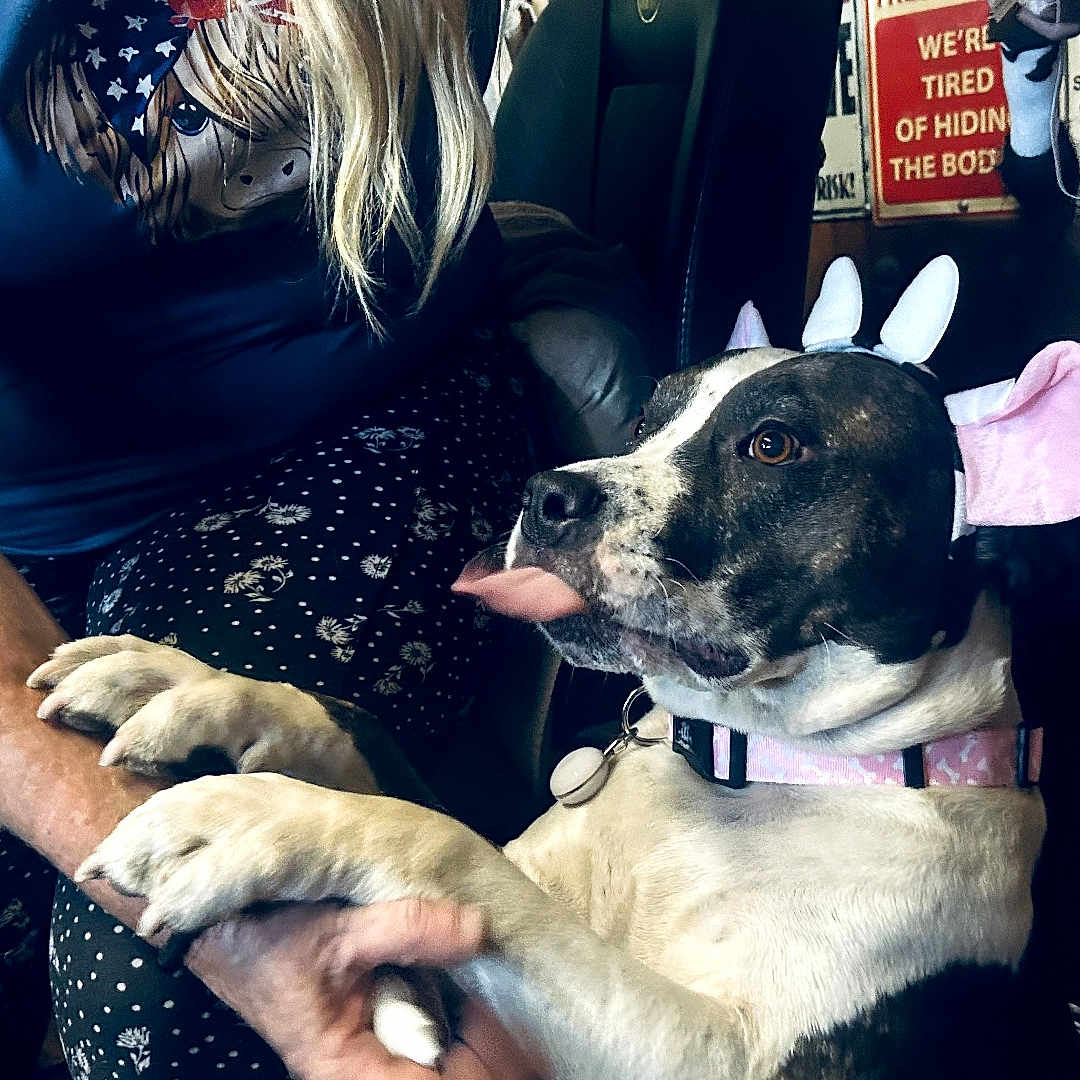 Cali joined the competition — help win amazing prizes! dog, pet, animal, bunny_ears, costume, pink_bow, tongue, sitting, lap, person, indoor, portrait, black_and_white, collar, harness, cute, funny, playful, background_posters, wooden_interior