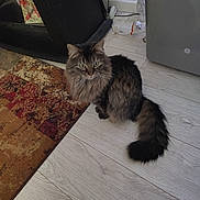 Rocky is registered to the contest to win money with this photo: cat, long_hair, fluffy_tail, indoor, floor, rug, household, pet, animal, tabby, brown, black, green_eyes, feline, curious, sitting, domestic, cute, fur, whiskers