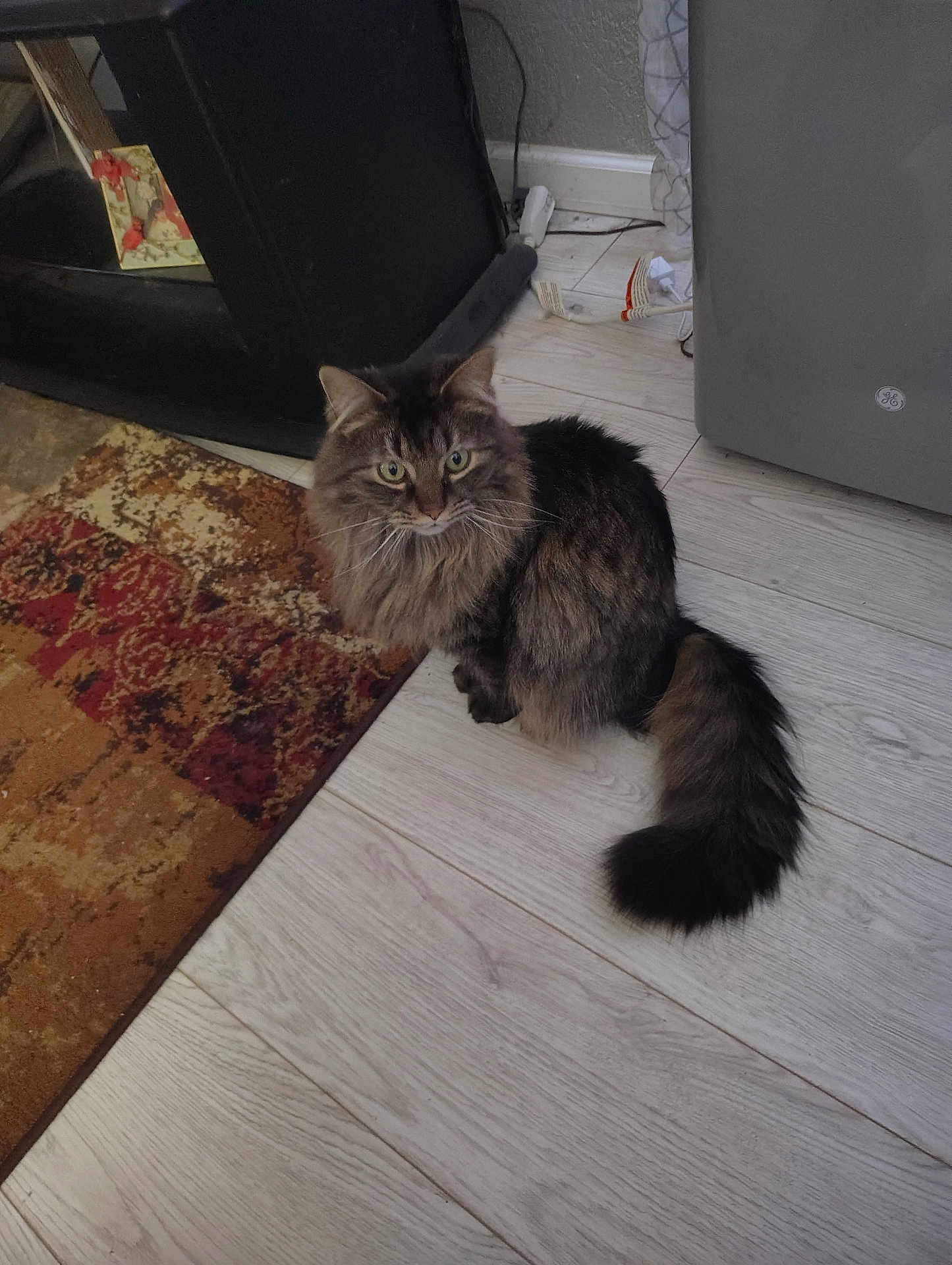 Rocky is registered to the contest to win money with this photo: cat, long_hair, fluffy_tail, indoor, floor, rug, household, pet, animal, tabby, brown, black, green_eyes, feline, curious, sitting, domestic, cute, fur, whiskers