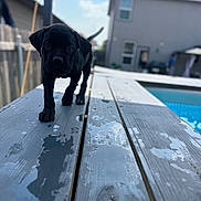 Venom joined the competition — help win amazing prizes! animal, backyard, black_dog, blurred_background, close_up, curious, daytime, dog, fence, house, outdoor, pet, pool, puppy, sky, summer, sunny, walking, wet_surface, wooden_deck
