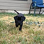 puppy, dog, black_dog, grass, yard, outdoor, pet, canine, walking, house, window, chair, cushion, blurred_background, daylight, curious, young_dog, animal, playful, nature
