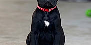 Venom is registered to the contest to win money with this photo: puppy, dog, black_dog, sitting, collar, pet, animal, young_dog, front_view, outdoor, concrete, cute, small, adorable, canine, domestic_animal, attention, face, paw, tail