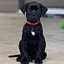 puppy, dog, black_dog, sitting, collar, pet, animal, young_dog, front_view, outdoor, concrete, cute, small, adorable, canine, domestic_animal, attention, face, paw, tail