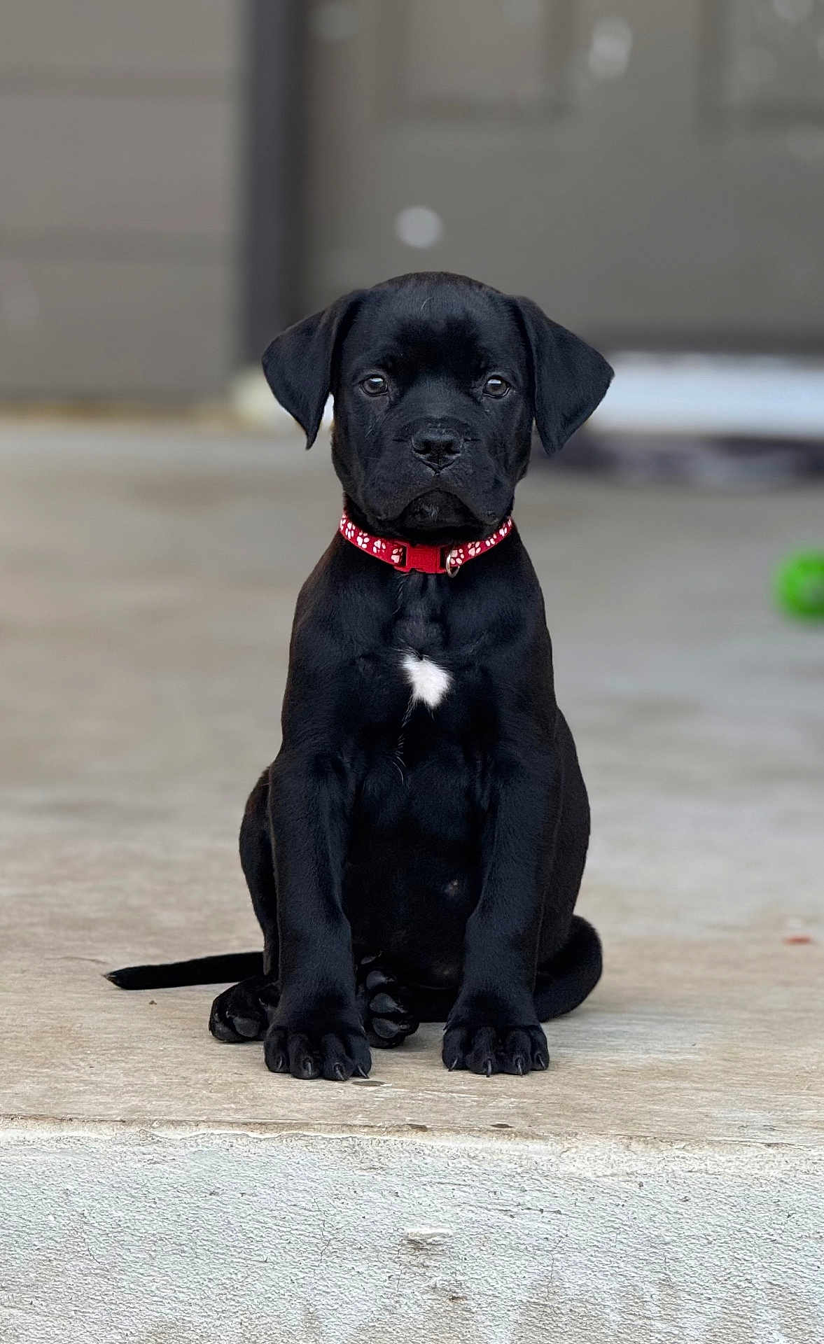Venom is registered to the contest to win money with this photo: puppy, dog, black_dog, sitting, collar, pet, animal, young_dog, front_view, outdoor, concrete, cute, small, adorable, canine, domestic_animal, attention, face, paw, tail