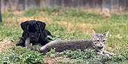 Venom joined the competition — help win amazing prizes! animal, backyard, black_dog, cat, curious, dog, domestic_animal, fence, fur, grass, gray_cat, greenery, lying_down, mammal, nature, outdoor, pet, puppy, relaxed, young_animal
