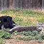 Venom joined the competition — help win amazing prizes! cat, dog, puppy, gray_cat, black_dog, grass, outdoor, backyard, fence, animal, pet, lying_down, nature, greenery, young_animal, curious, relaxed, domestic_animal, mammal, fur