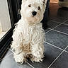 black_nose, companion, cute, dark_eyes, dog, ears, fluffy, groomed, home_interior, indoor, looking_at_camera, natural_light, paws, pet, portrait, sitting, small_dog, tiled_floor, west_highland_white_terrier, white_fur