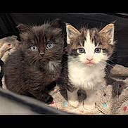 Quill And Bear joined the competition — help win amazing prizes! kitten, cat, feline, pet, animal, cute, fluffy, black_cat, tabby_cat, blue_eyes, fur, young, baby_animal, indoor, blanket, polka_dot, companion, curious, small, adorable