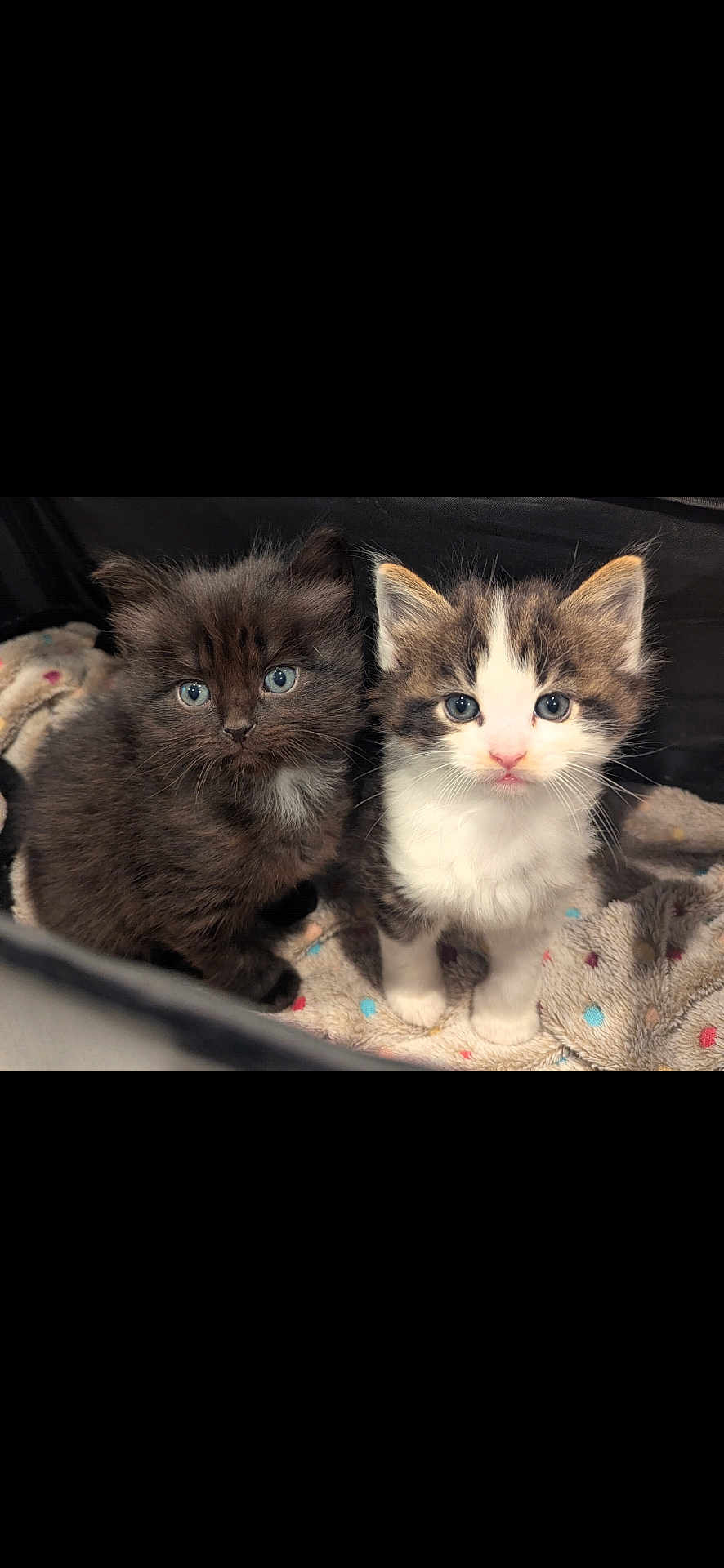 Quill And Bear joined the competition — help win amazing prizes! kitten, cat, feline, pet, animal, cute, fluffy, black_cat, tabby_cat, blue_eyes, fur, young, baby_animal, indoor, blanket, polka_dot, companion, curious, small, adorable