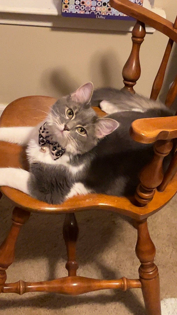 Remi joined the competition — help win amazing prizes! carnivore, cat, cat_supply, chair, comfort, domestic_short_haired_cat, fawn, felidae, floor, flooring, fur, furniture, hardwood, small_to_medium_sized_cats, table, tail, vertebrate, whiskers, wood, wood_stain