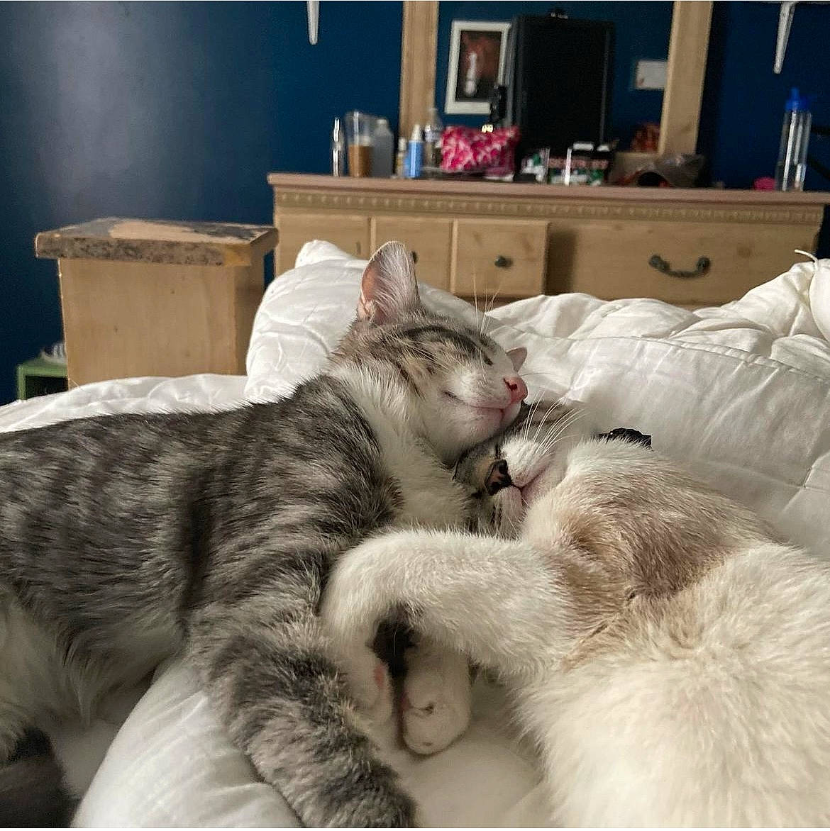 Luna joined the competition — help win amazing prizes! bed, carnivore, cat, claw, comfort, domestic_short_haired_cat, felidae, fur, houseplant, nap, paw, picture_frame, room, sleep, small_to_medium_sized_cats, snout, tail, whiskers