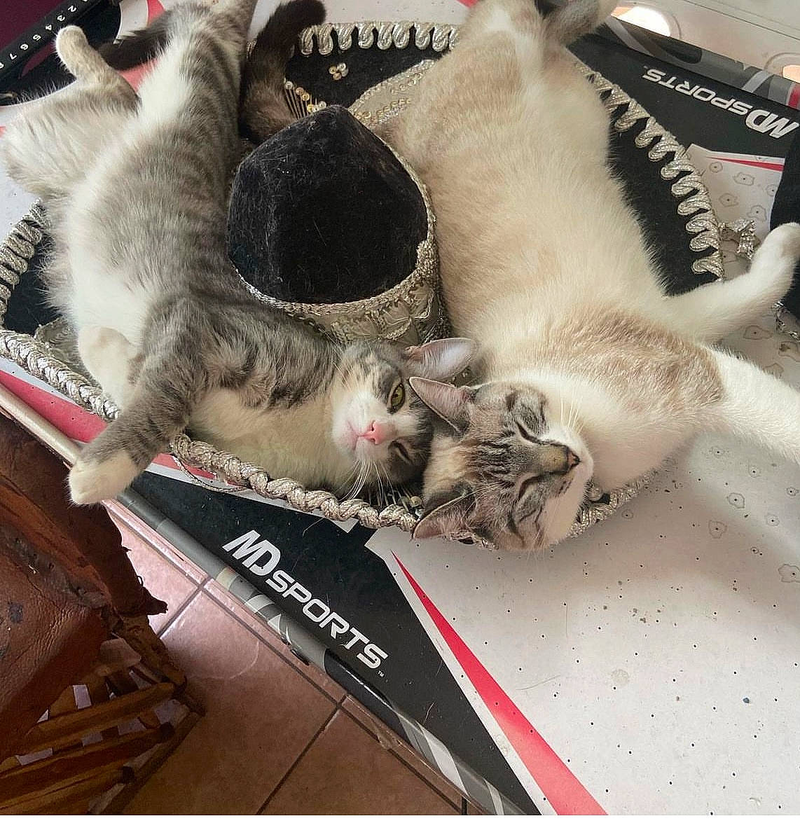 Luna joined the competition — help win amazing prizes! canidae, carmine, carnivore, cat, claw, collar, comfort, domestic_short_haired_cat, fashion_accessory, fawn, felidae, fur, grey, metal, paw, small_to_medium_sized_cats, snout, sporting_group, tail, whiskers