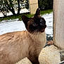 Daisy participe au concours pour gagner de l'argent avec cette photo : cat, siamese_cat, blue_eyes, whiskers, fur, outdoor, snow, porch, concrete_sill, wall, window_sill, gaze, pet, close_up, portrait, ears, hedge, utility_box, leaf, curious