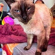Daisy participe au concours pour gagner de l'argent avec cette photo : cat, siamese_cat, pet, close_up, whiskers, blue_eyes, indoor, furniture, blanket, couch, paw, ear, portrait, fur, living_room, pink_toy, toy_ball, human_blur, cozy, shallow_depth_of_field